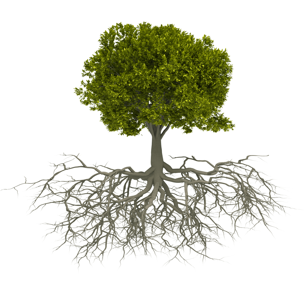 tree roots